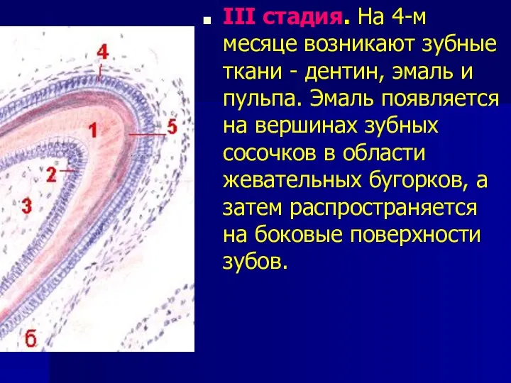 III стадия. На 4-м месяце возникают зубные ткани - дентин,