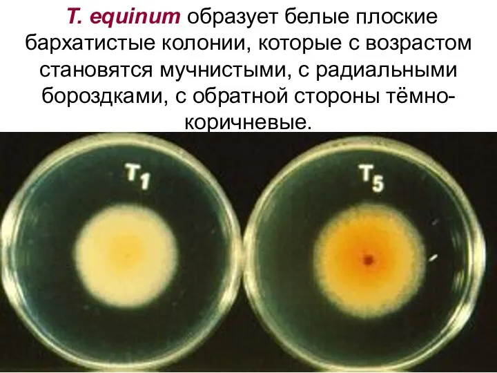 T. equinum образует белые плоские бархатистые колонии, которые с возрастом