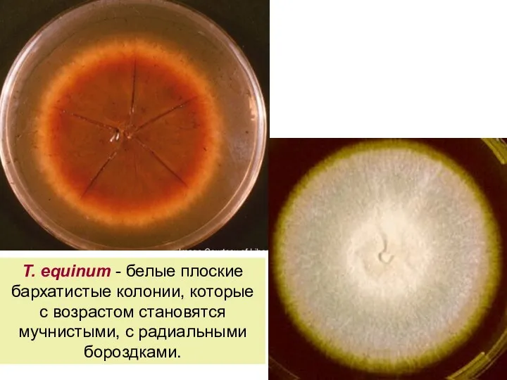 T. equinum - белые плоские бархатистые колонии, которые с возрастом становятся мучнистыми, с радиальными бороздками.