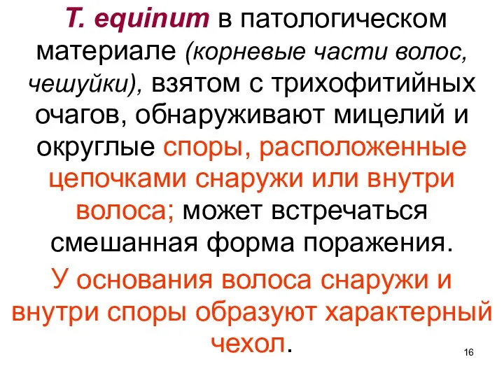 T. equinum в патологическом материале (корневые части волос, чешуйки), взятом