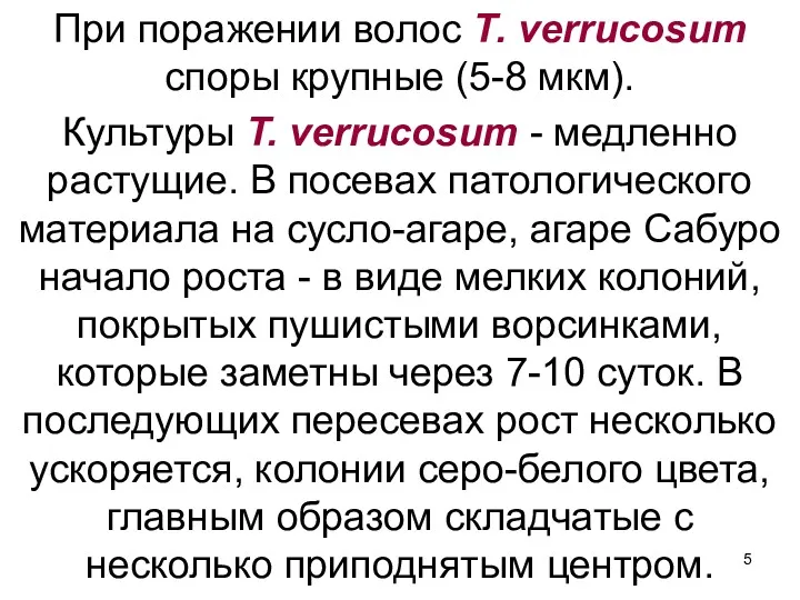 При поражении волос Т. verrucosum споры крупные (5-8 мкм). Культуры