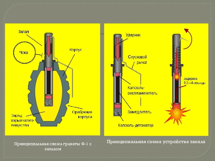 Принципиальная схема гранаты Ф-1 с запалом Принципиальная схема устройства запала