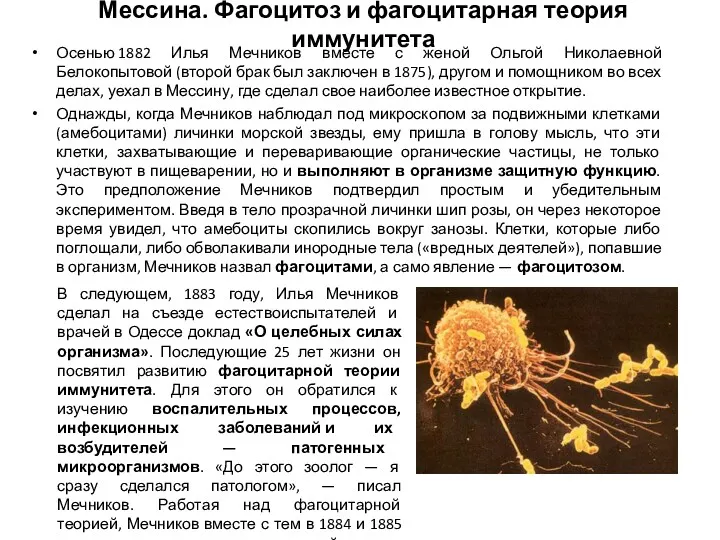 Мессина. Фагоцитоз и фагоцитарная теория иммунитета Осенью 1882 Илья Мечников