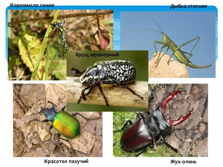 Коромысло синее Дыбка степная Хрущ мраморный Красотел пахучий Жук-олень