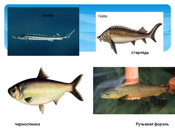 Ручьевая форель черноспинка осетр стерлядь