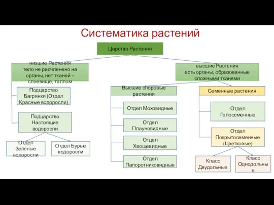 Систематика растений Царство Растения низшие Растения тело не расчленено на