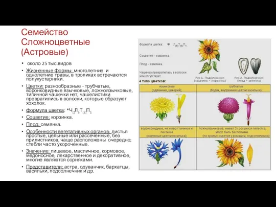 Семейство Сложноцветные (Астровые) около 25 тыс.видов Жизненные формы: многолетние и