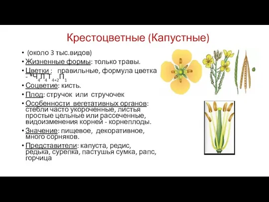 Крестоцветные (Капустные) (около 3 тыс.видов) Жизненные формы: только травы. Цветки