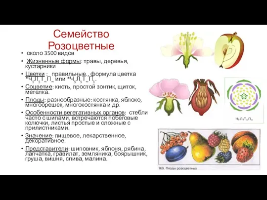 Семейство Розоцветные около 3500 видов Жизненные формы: травы, деревья, кустарники