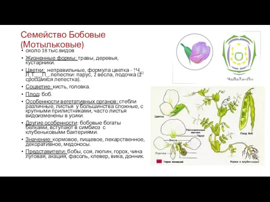 Семейство Бобовые (Мотыльковые) около 18 тыс.видов Жизненные формы: травы, деревья,