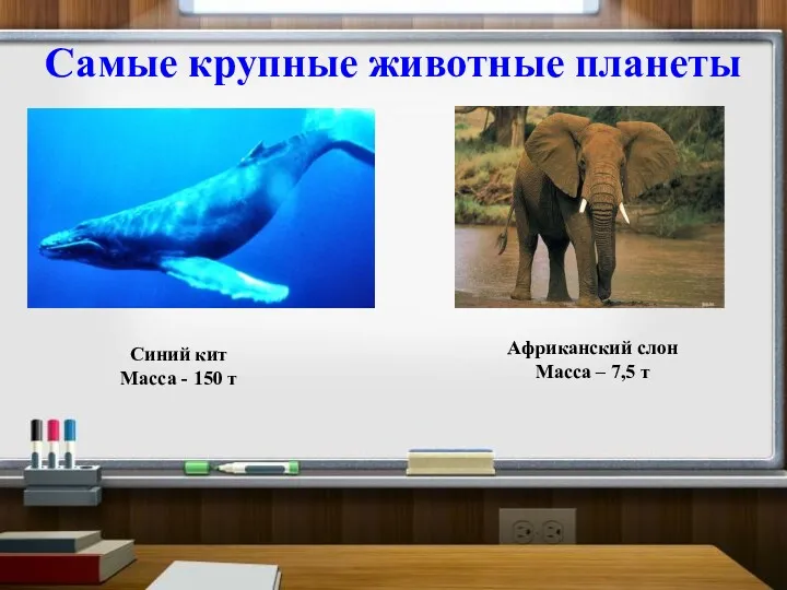 Самые крупные животные планеты Синий кит Масса - 150 т Африканский слон Масса – 7,5 т