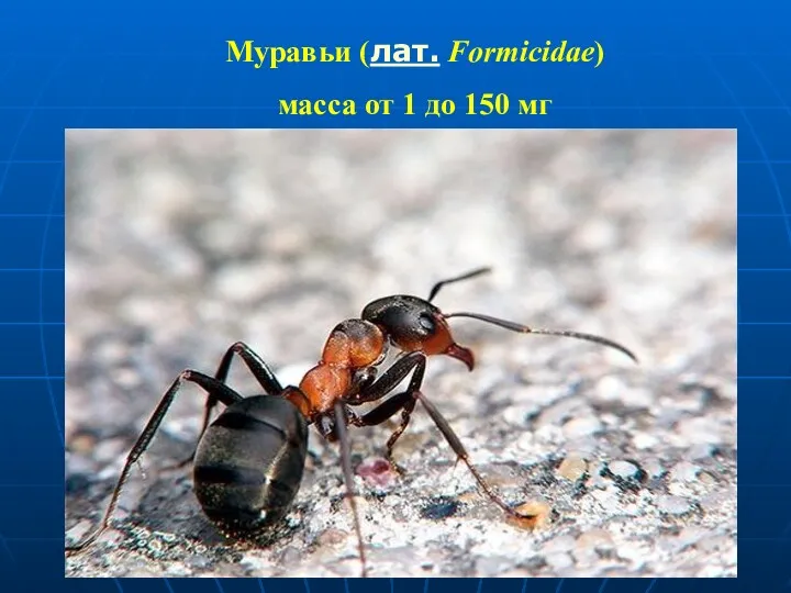 Муравьи (лат. Formicidae) масса от 1 до 150 мг