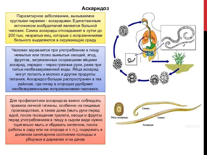 Аскаридоз Паразитарное заболевание, вызываемое круглыми червями - аскаридами. Единственным источником
