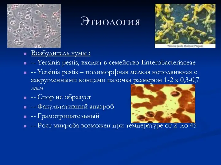 Этиология Возбудитель чумы : -- Yersinia pestis, входит в семейство