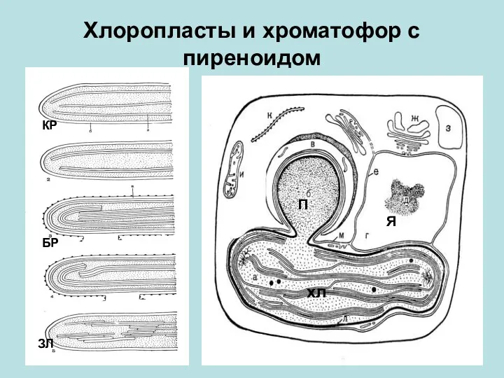 Хлоропласты и хроматофор с пиреноидом хл П Я КР БР ЗЛ