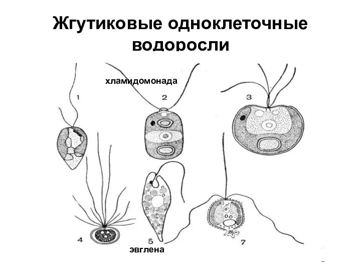 Жгутиковые одноклеточные водоросли хламидомонада эвглена