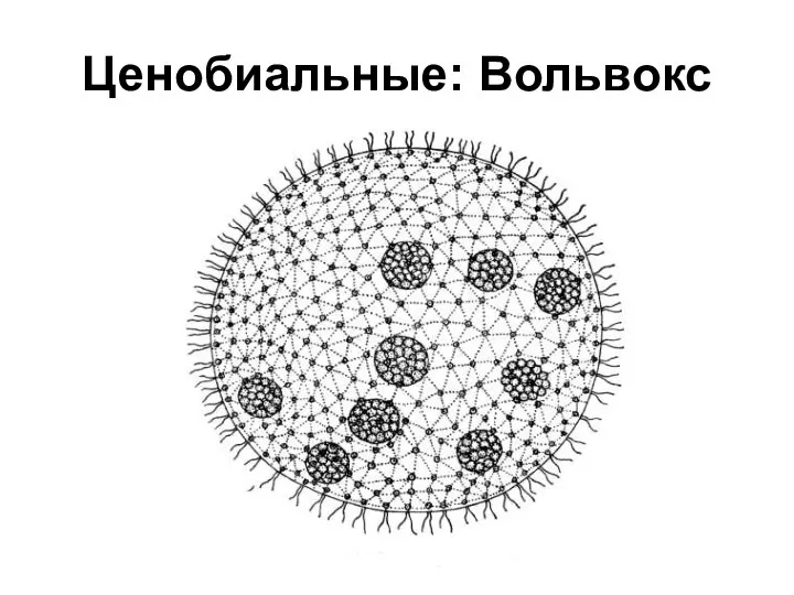 Ценобиальные: Вольвокс