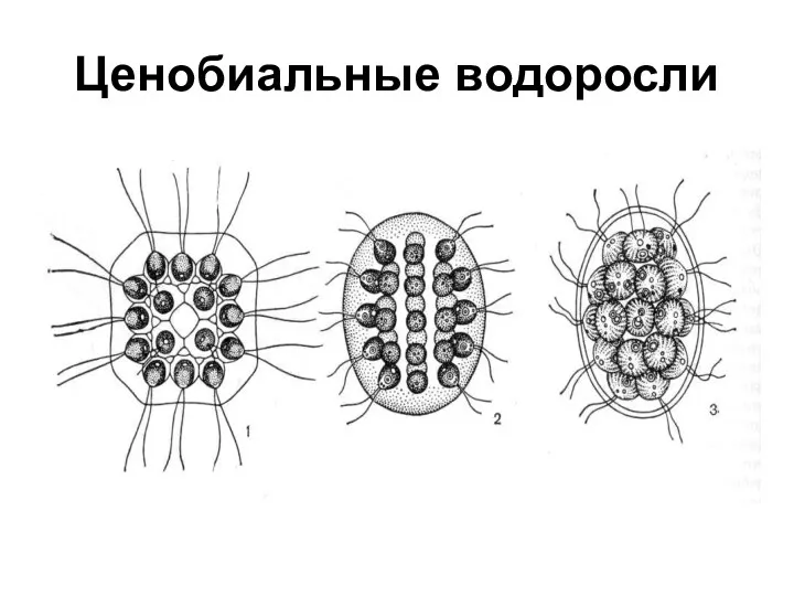 Ценобиальные водоросли