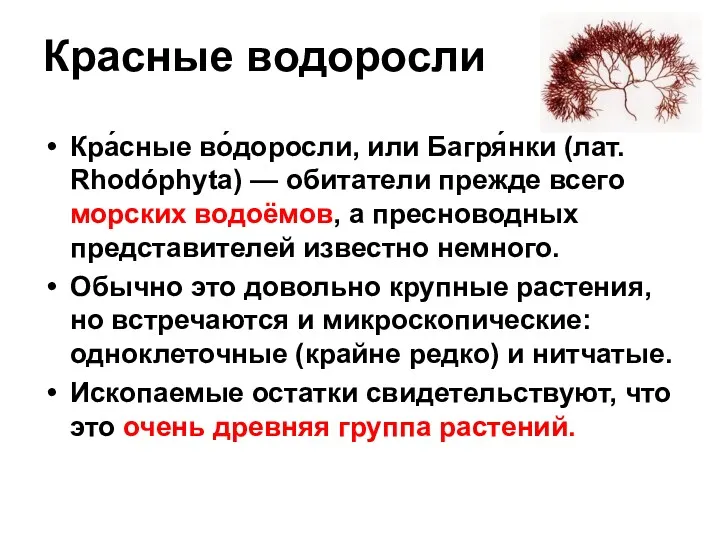 Красные водоросли Кра́сные во́доросли, или Багря́нки (лат. Rhodóphyta) — обитатели