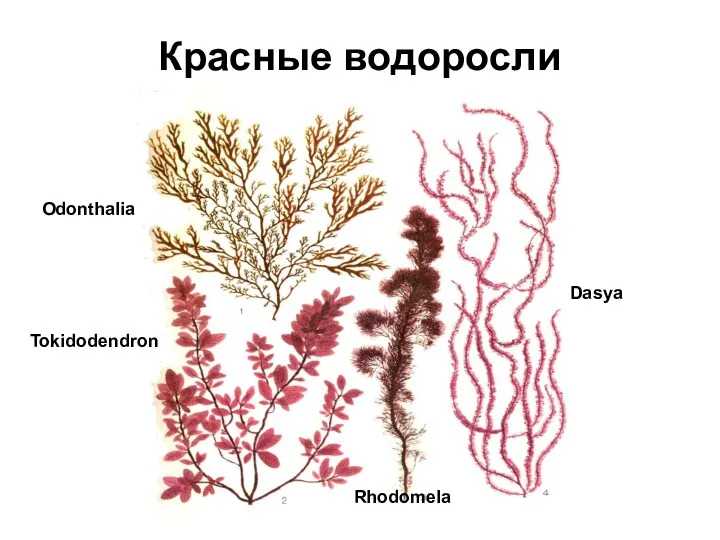 Красные водоросли Odonthalia Tokidodendron Rhodomela Dasya