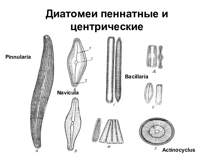 Диатомеи пеннатные и центрические Navicula Bacillaria Pinnularia Actinocyclus