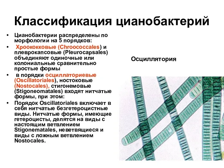 Классификация цианобактерий Цианобактерии распределены по морфологии на 5 порядков: Хроококковые