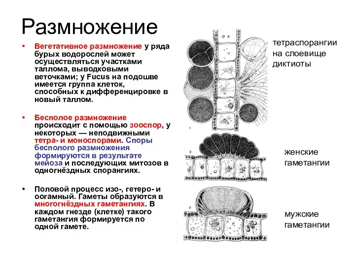 Размножение Вегетативное размножение у ряда бурых водорослей может осуществляться участками