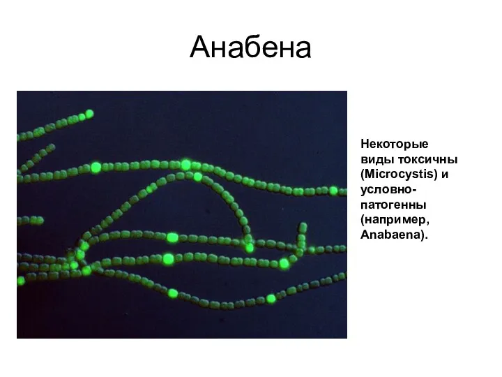Анабена Некоторые виды токсичны (Microcystis) и условно-патогенны (например, Anabaena).