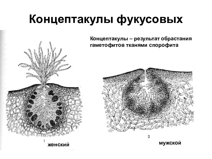 Концептакулы фукусовых Концептакулы – результат обрастания гаметофитов тканями спорофита женский мужской