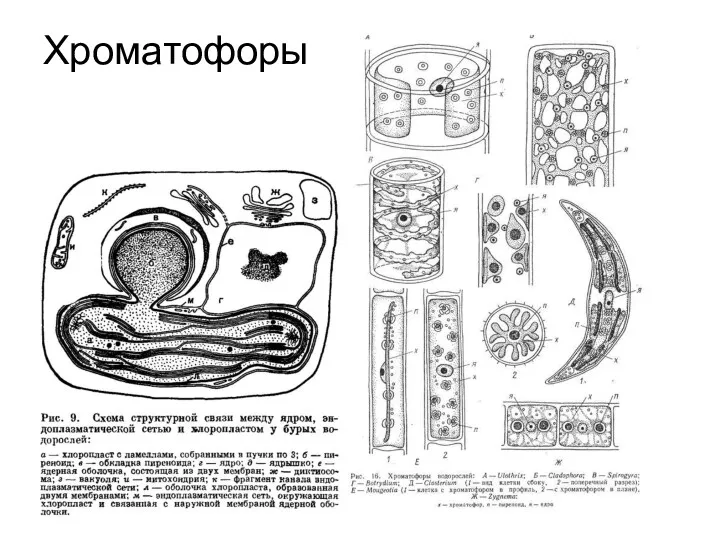 Хроматофоры