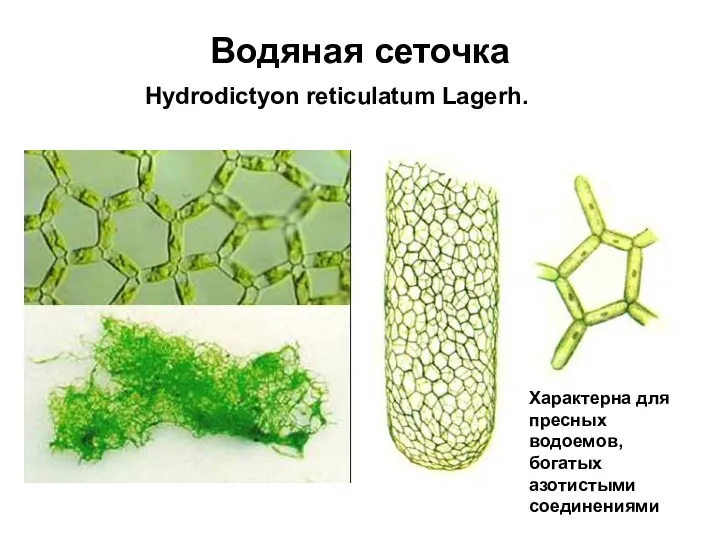 Водяная сеточка Hydrodictyon reticulatum Lagerh. Характерна для пресных водоемов, богатых азотистыми соединениями