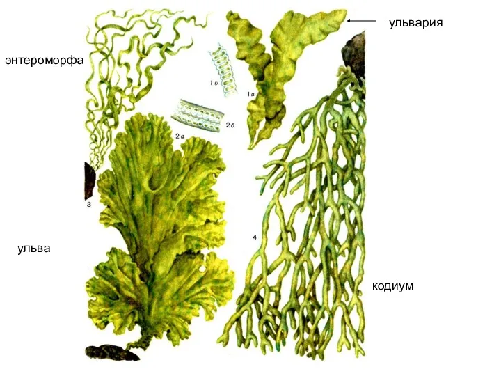 энтероморфа кодиум ульва ульвария