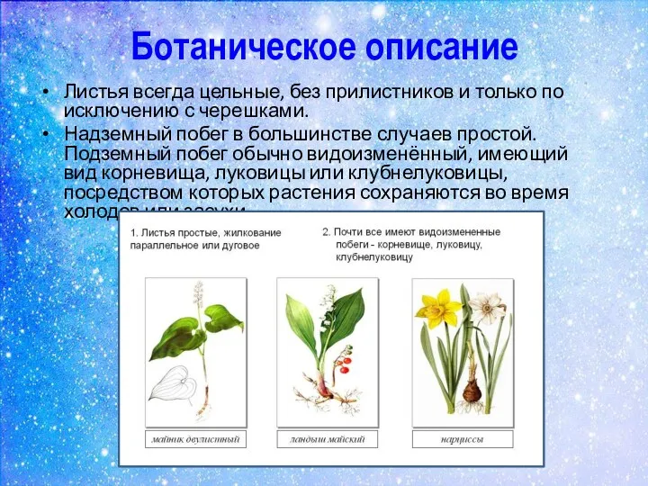 Ботаническое описание Листья всегда цельные, без прилистников и только по