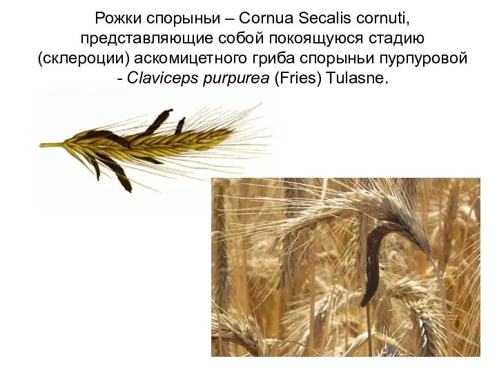 Рожки спорыньи – Cornua Seсalis cornuti, представляющие собой покоящуюся стадию