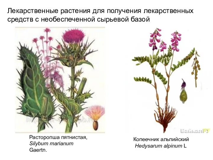 Лекарственные растения для получения лекарственных средств с необеспеченной сырьевой базой