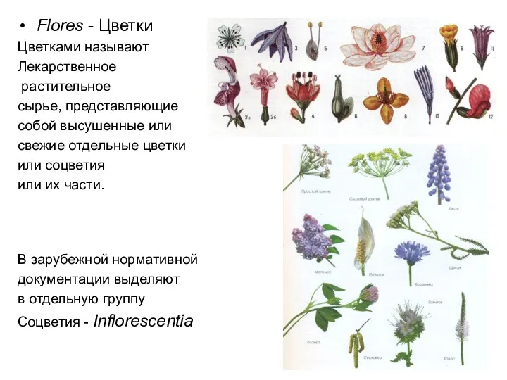 Flores - Цветки Цветками называют Лекарственное растительное сырье, представляющие собой