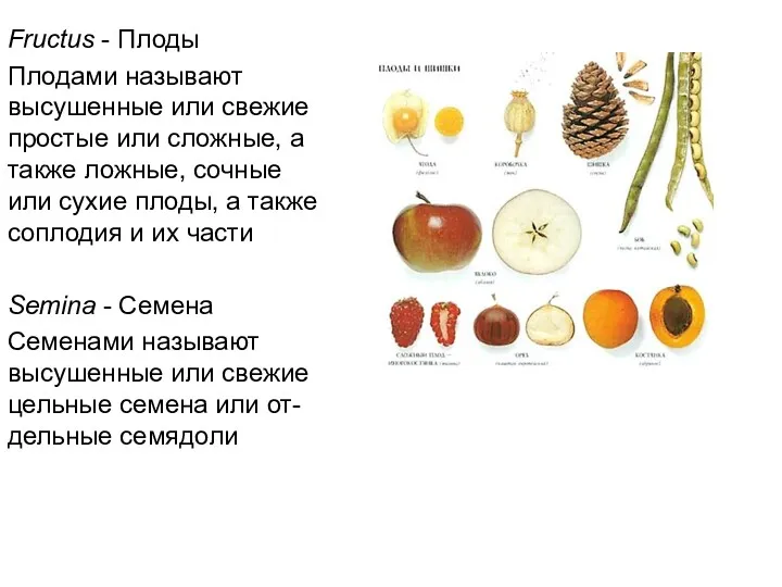 Fructus - Плоды Плодами называют высушенные или свежие простые или