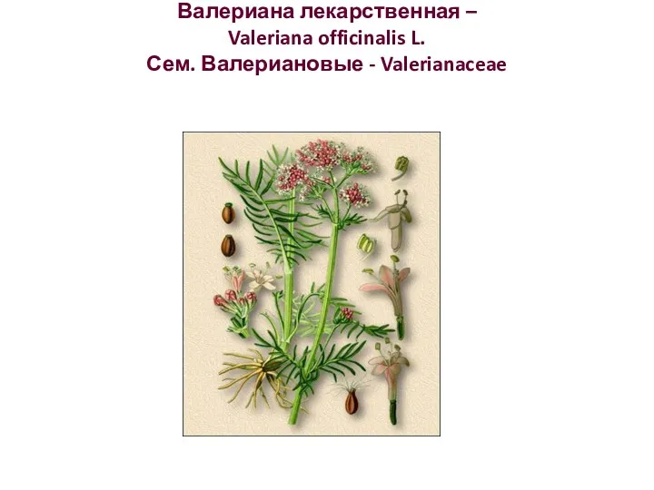 Валериана лекарственная – Valeriana officinalis L. Сем. Валериановые - Valerianaceae