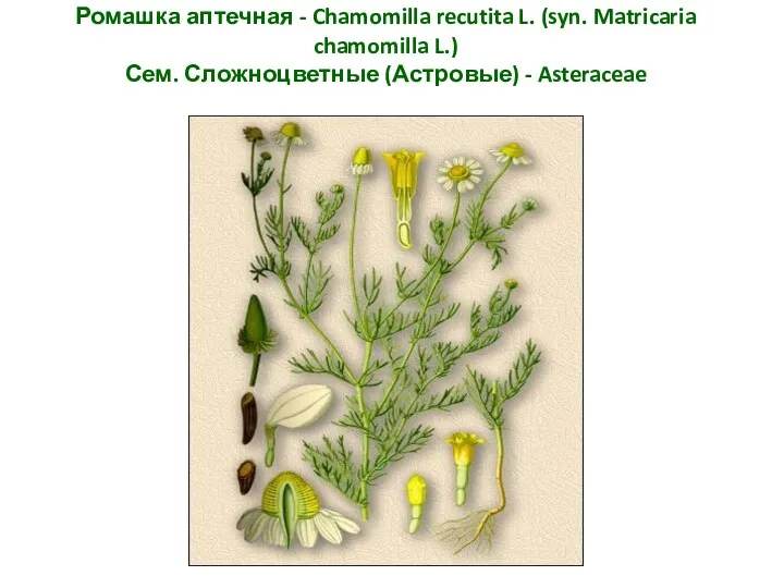 Ромашка аптечная - Chamomilla recutita L. (syn. Matricaria chamomilla L.) Сем. Сложноцветные (Астровые) - Asteraceae