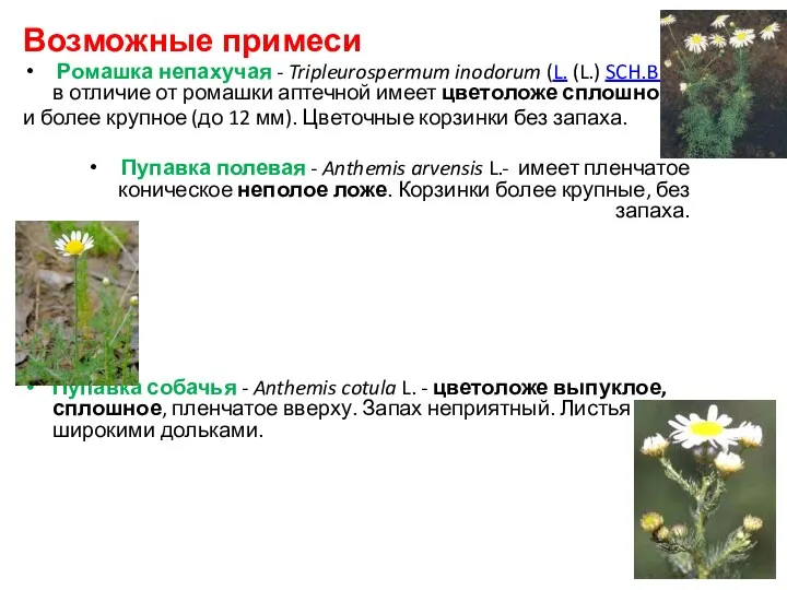 Возможные примеси Ромашка непахучая - Tripleurospermum inodorum (L. (L.) SCH.BIP.-