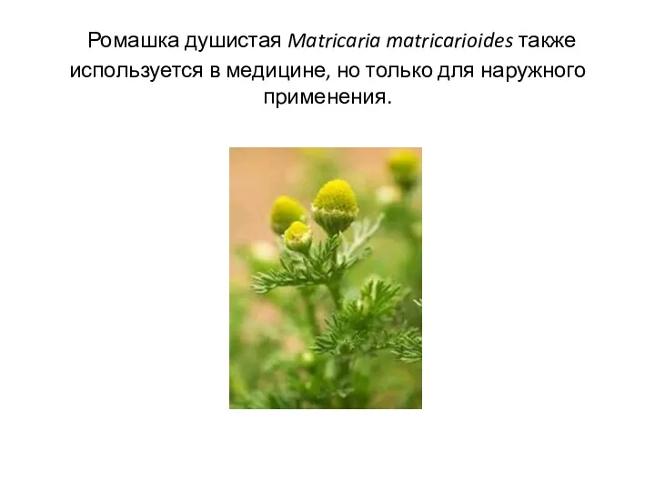Ромашка душистая Matricaria matricarioides также используется в медицине, но только для наружного применения.