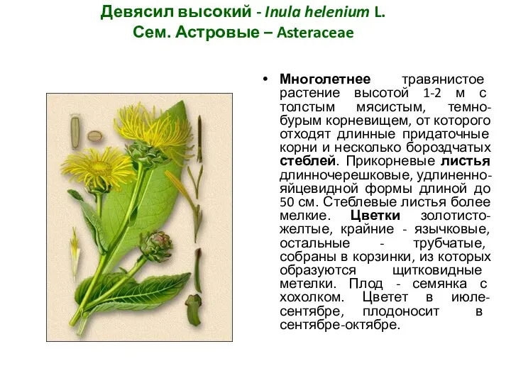 Девясил высокий - Inula helenium L. Сем. Астровые – Asteraceae