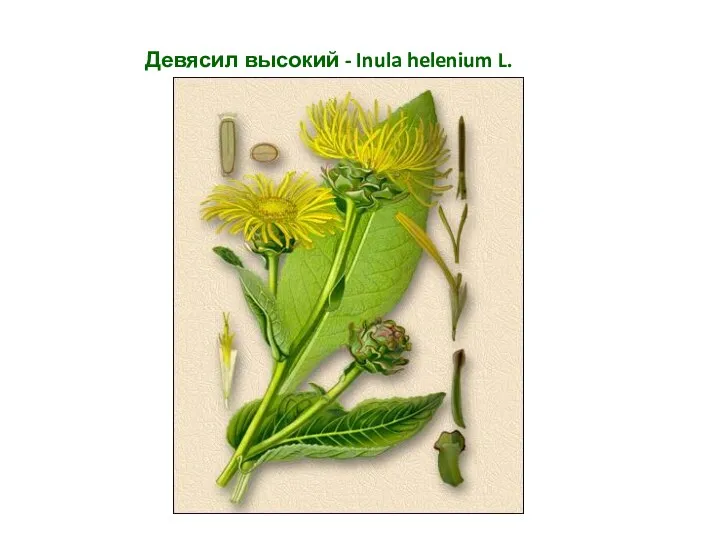 Девясил высокий - Inula helenium L. Сем. астровые - Asteraceae