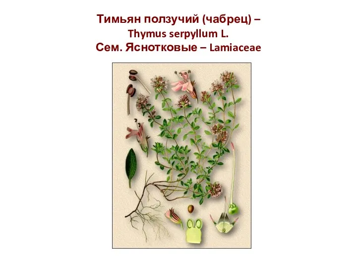 Тимьян ползучий (чабрец) – Thymus serpyllum L. Сем. Яснотковые – Lamiaceae