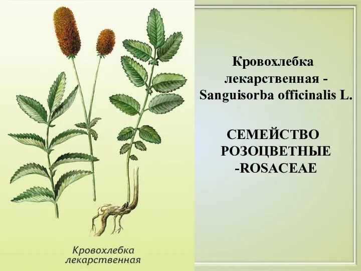 Кровохлебка лекарственная - Sanguisorba officinalis L. СЕМЕЙСТВО РОЗОЦВЕТНЫЕ -ROSACEAE