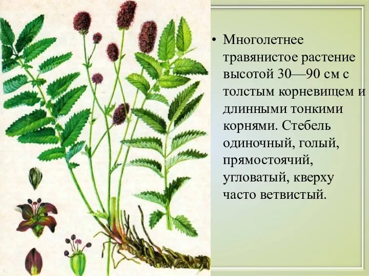 Многолетнее травянистое растение высотой 30—90 см с толстым корневищем и длинными тонкими корнями.