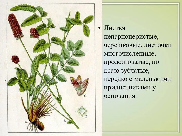 Листья непарноперистые, черешковые, листочки многочисленные, продолговатые, по краю зубчатые, нередко с маленькими прилистниками у основания.