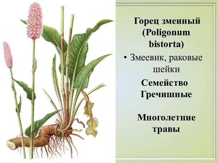 Горец змеиный (Poligonum bistorta) Змеевик, раковые шейки Семейство Гречишные Многолетние травы