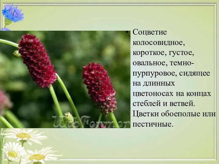 Соцветие колосовидное, короткое, густое, овальное, темно-пурпуровое, сидящее на длинных цветоносах на концах стеблей