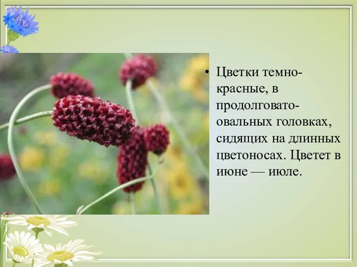 Цветки темно-красные, в продолговато-овальных головках, сидящих на длинных цветоносах. Цветет в июне — июле.